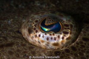Eye detail of a flathead fish found hidden under the sand... by Antonio Venturelli 